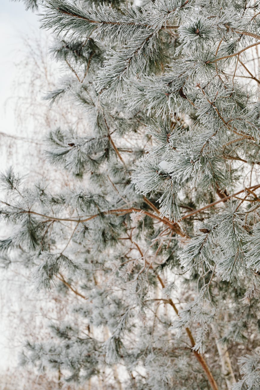Environment-Friendly Christmas
